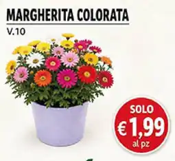 Maxi Coal Margherita colorata offerta