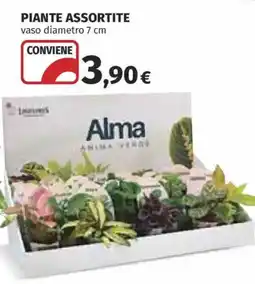 Ipercoop Alma piante assortite offerta