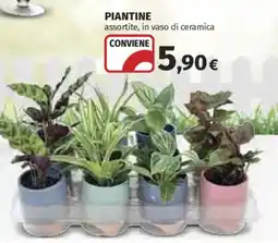 Ipercoop Piantine assortite offerta