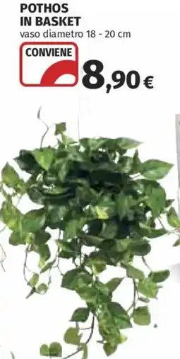Ipercoop Pothos in basket offerta