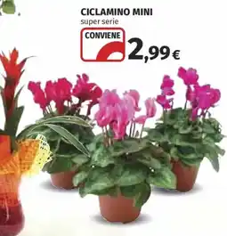 Ipercoop Ciclamino mini super serie offerta
