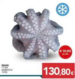 Altasfera Polpo offerta