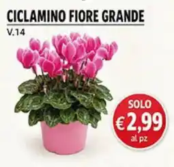 Coal Ciclamino fiore grande offerta