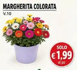 Coal Margherita colorata offerta