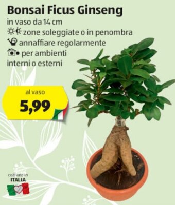 ALDI Bonsai Ficus Ginseng offerta