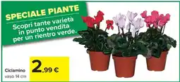 Carrefour CICLAMINO offerta