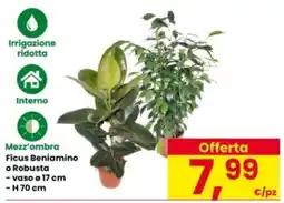 Interspar Ficus Beniamino o Robusta offerta