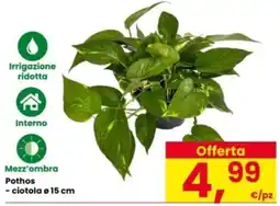 Interspar Pothos offerta
