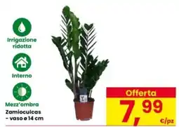 Interspar Zamioculcas offerta