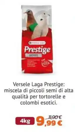 Joe Zampetti Versele Laga Prestige offerta