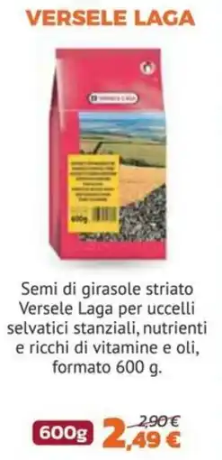 Joe Zampetti Semi di girasole striato Versele Laga offerta