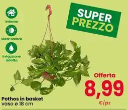 Eurospar Pothos in basket offerta