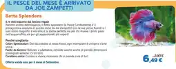 Joe Zampetti Betta Splendens offerta