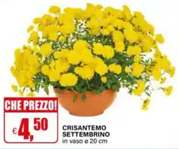 Il Gigante Crisantemo settembrino offerta