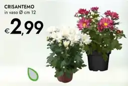 Bennet Crisantemo offerta