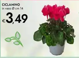 Bennet Ciclaminio offerta