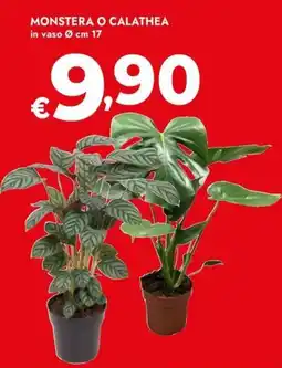 Bennet Monstera o Calathea offerta