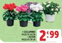 Deco Superstore Ciclamino e Aster offerta