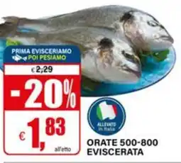 Il Gigante Orate eviscerata offerta