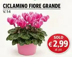 Superstore Coal Ciclamino fiore grande offerta
