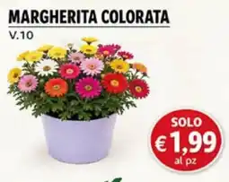 Superstore Coal Margherita colorata offerta