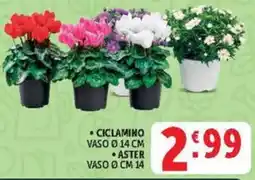 Deco Maxistore Ciclamino e Aster offerta