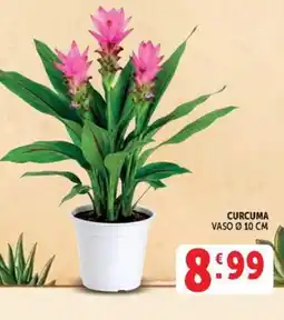 Deco Maxistore Curcuma offerta
