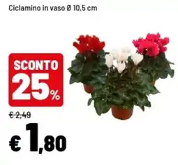 Iper La Grande Ciclamino in vaso offerta
