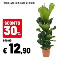 Iper La Grande Ficus Lyrata offerta