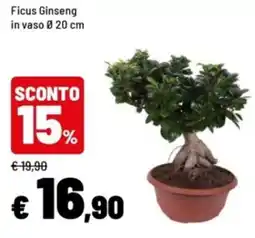 Iper La Grande Ficus Ginseng offerta
