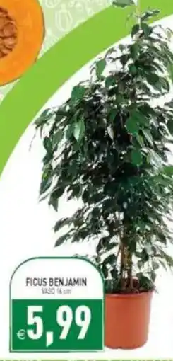 Pim Supermercati Ficus Benjamin offerta