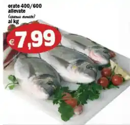 Il Castoro Supermercati orate allevate offerta