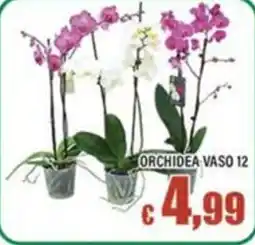 Top Supermercati Orchidea vaso offerta