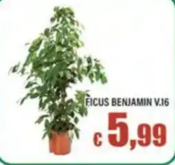 Top Supermercati Ficus benjamin v.16 offerta