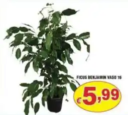 Sacoph Ficus Benjamin offerta