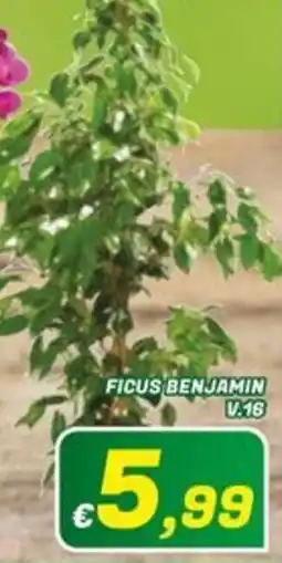 Idromarket Ficus Benjamin offerta