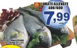 Sacoph Orate allevate offerta