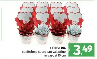 Echeveria confezione cuore san valentino