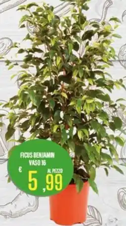 Supermercati EffePiù Ficus Benjamin offerta