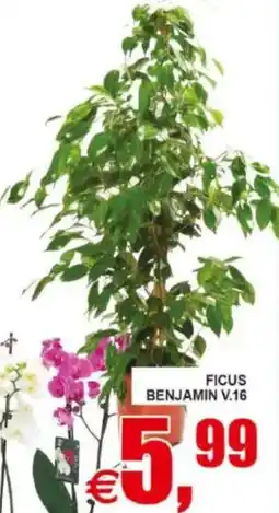 Pewex Ficus Benjamin V.16 offerta