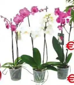 Pewex Orchidea offerta