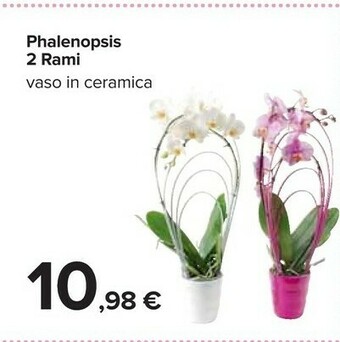 Carrefour Piante offerta