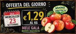 Coal City Mele Gala Nuovo Raccolto offerta