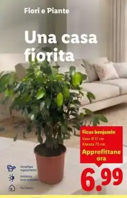 Lidl Ficus Benjamin offerta