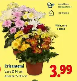 Lidl Crisantemi offerta