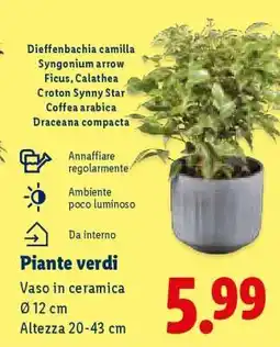 Lidl Piante verdi offerta