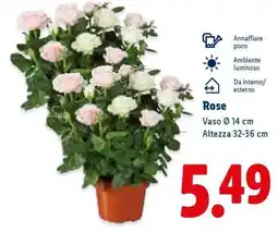 Lidl Rose offerta