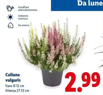 Lidl Calluna vulgaris offerta