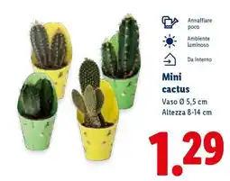 Lidl Mini Cactus offerta