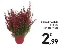 Spazio Conad Erica gracilis offerta